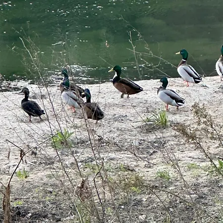 Nature E Al - Termas Saude E Beleza, Totalmente Renovado - Piscinas Municipais Em Frente - Epoca Julho A Setembro
